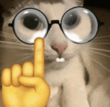 Cat Nerd Emoji GIF - Cat Nerd Emoji Nerd GIFs