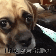 a close up of a dog with the words " i like you beibei " below it