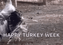 Turkey Dance GIF - Turkey Dance Thanksgiving GIFs