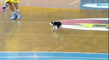 Cat Interrupts Basketball Game GIF - Cats Basketball Interrupt GIFs