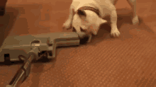 Victory For Dogs Everywhere! GIF - Dog Vacuum Victory GIFs