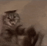 a close up of a cat laying on the floor with its mouth open .