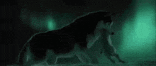 a wolf is walking in the dark with a green background .