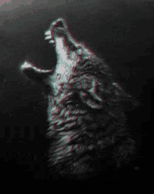 Wolf Wolves GIF - Wolf Wolves Pack GIFs
