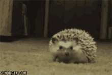 Hedgehog GIF - Hedgehog GIFs