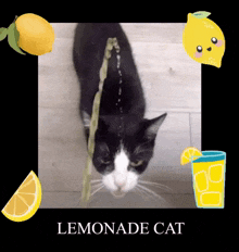 Lemonade Kittykot Cat GIF - Lemonade Kittykot Cat Lemonade GIFs