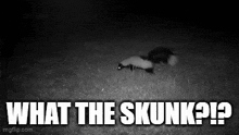 Skunk What The Skunk GIF