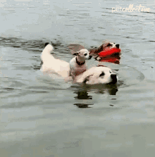 Swimming The Pet Collective GIF - Swimming The Pet Collective Dog GIFs