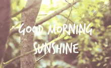 Good Morning GIF - Sun Sunlight Sunshine GIFs