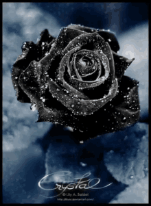 Rosa Negra Sticker - Rosa Negra - Discover & Share GIFs