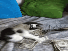 Animals With Captions Cute Cat GIF - Animals With Captions Cute Cat Car GIFs