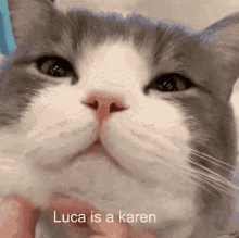 Luca Is A Karen Dimden GIF - Luca Is A Karen Dimden GIFs