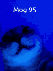 Mog95 Mog GIF - Mog95 Mog Cat GIFs