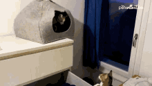 Look Down The Pet Collective GIF - Look Down The Pet Collective Resting In The Cat Cave GIFs