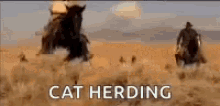 Too Many Cats Wow GIF - Too Many Cats Wow Cat Herding GIFs