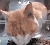 Elliot Cat Eating GIF - Elliot Cat Eating GIFs