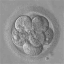 8cell Embryo GIF - 8cell Embryo GIFs