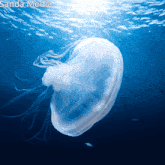 a picture of a jellyfish in the ocean with the sanda media logo