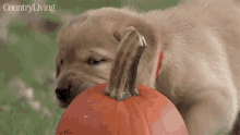 puppy licking munching playful silly