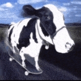 Cow Skateboard GIF