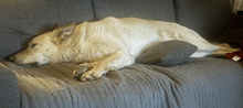 a white dog is laying on a couch with a pillow