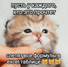 a kitten is being held in someone 's hand with the caption " пусть у каждого кто это прочет "