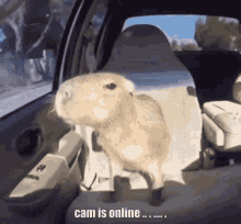 Capybara Campybara GIF - Capybara Campybara Camfunny GIFs