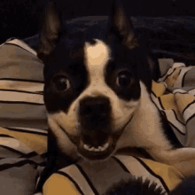Smiling Dog GIF - Smiling Dog Happy GIFs