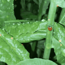Ladybug Garden GIF