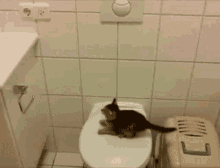 Kitten Jump GIF - Kitten Jump Fail GIFs