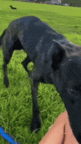 Dog Dog Attack Camera GIF