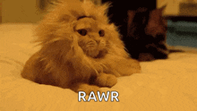 Rawr Cat GIF - Rawr Cat Lion Like GIFs
