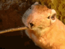 Gundi Rodent GIF - Gundi Rodent Animal GIFs