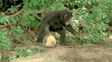 Monkey Rolling Melon Chimpanzee Rolling Melon GIF