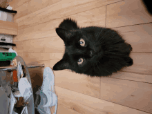 Black Cat Kseni GIF - Black Cat Kseni Disgusted GIFs
