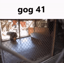 Gog Gog41 GIF