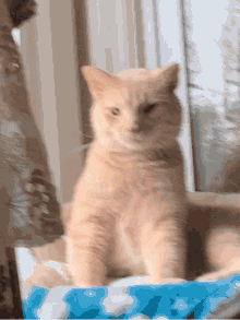 Cute Cat GIF - Cute Cat Funny GIFs