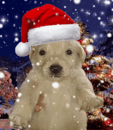 Jotchua Christmas GIF - Jotchua Christmas Dog GIFs