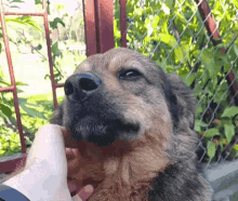 a close up of a person petting a dog with a chain link fence in the background