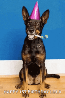 Dog Birthday GIF - Dog Birthday Birthdaydog GIFs