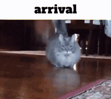 Cat Arrival GIF