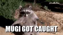 Mugi Raccoon Mugi Got Caught GIF