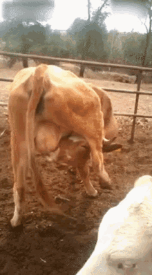 Selfmilking Cows Milk GIF