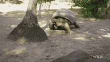 Hiding Behind The Tree National Geographic GIF - Hiding Behind The Tree National Geographic Weighing A Giant Tortoise GIFs