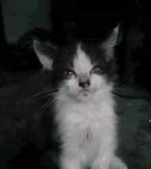 a close up of a black and white kitten looking at the camera with a sad look on its face .