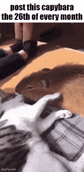 a picture of a capybara laying on a cat 's lap