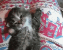 Cat Mini GIF - Cat Mini Duci GIFs