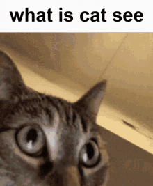 What Is Cat See GIF - What Is Cat See GIFs
