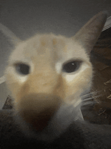 a close up of a cat looking at the camera