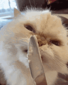 Cat Licking GIF - Cat Licking GIFs